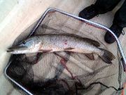 Första gäddan som anmäldes till Gäddligan 2010 mätte 97 cm