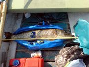 7800 g och 1 meter exakt