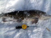 Tyngsta gäddan i Artjakten 2011 hittills - 3200 g