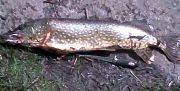 Stefan Tingelholms gädda mätte 88 cm och vägde 5300 g