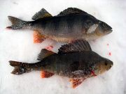 Fina abborrar från Sopperöd - 615 och 575 g