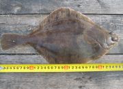 Johnnys sandskädda mätte 36 cm