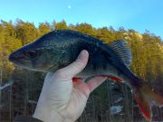 460 g räckte precis för att lägga sig på 3:e plats i Isborren 2011