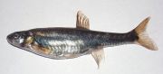 Elritsan är en liten firre - denna väger 9 gram!