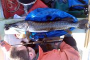 112 cm och 7600 g