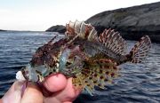 En oxsimpa på 57 g. Fisken har 2 långa taggar till skillnad från rötsimpan