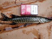 Tommys akvarie-gädda vägde 119 g!!!