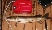 Vinnargädda???? 89 cm