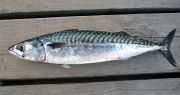 Tommys makrill vägde 667 g