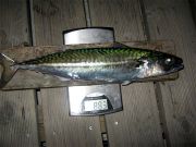 Tommys makrill vägde 883 g